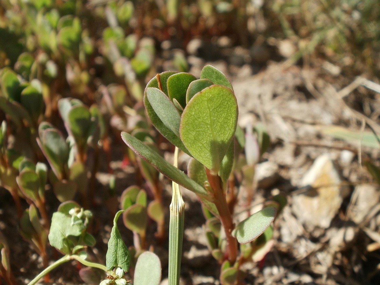 Portulaca: ácidos omega-3 para el corazón y vitamina A